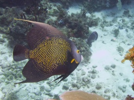 French Angelfish IMG 6340